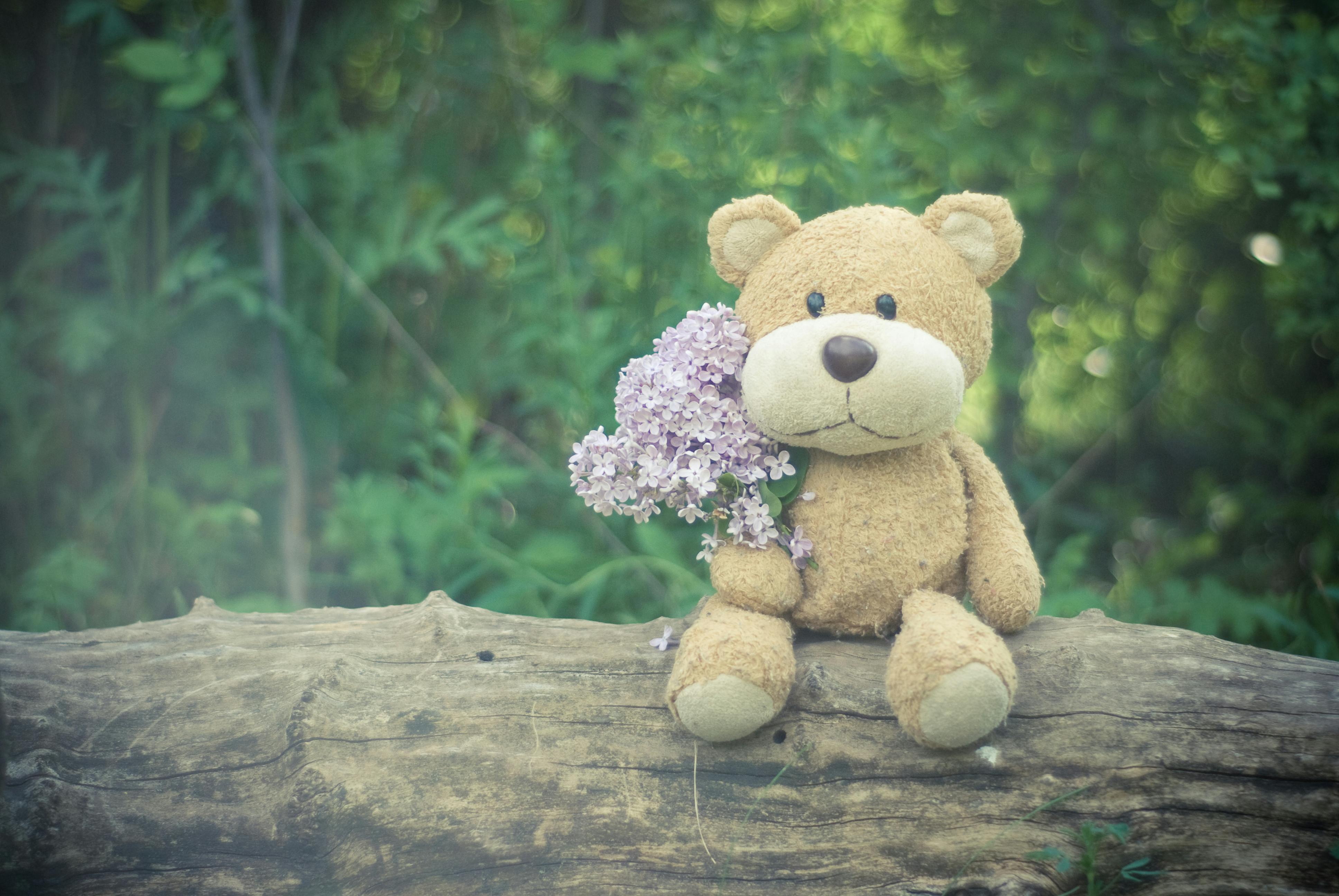 Free stock photos of teddy bear · Pexels