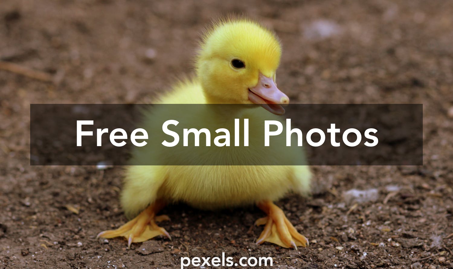 Free stock photos of small · Pexels