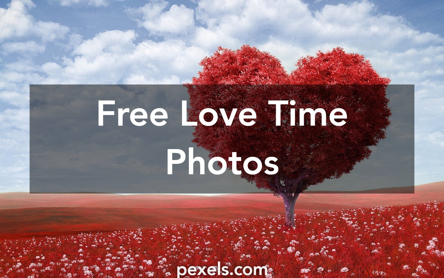 Free stock photos of love  time  Pexels 
