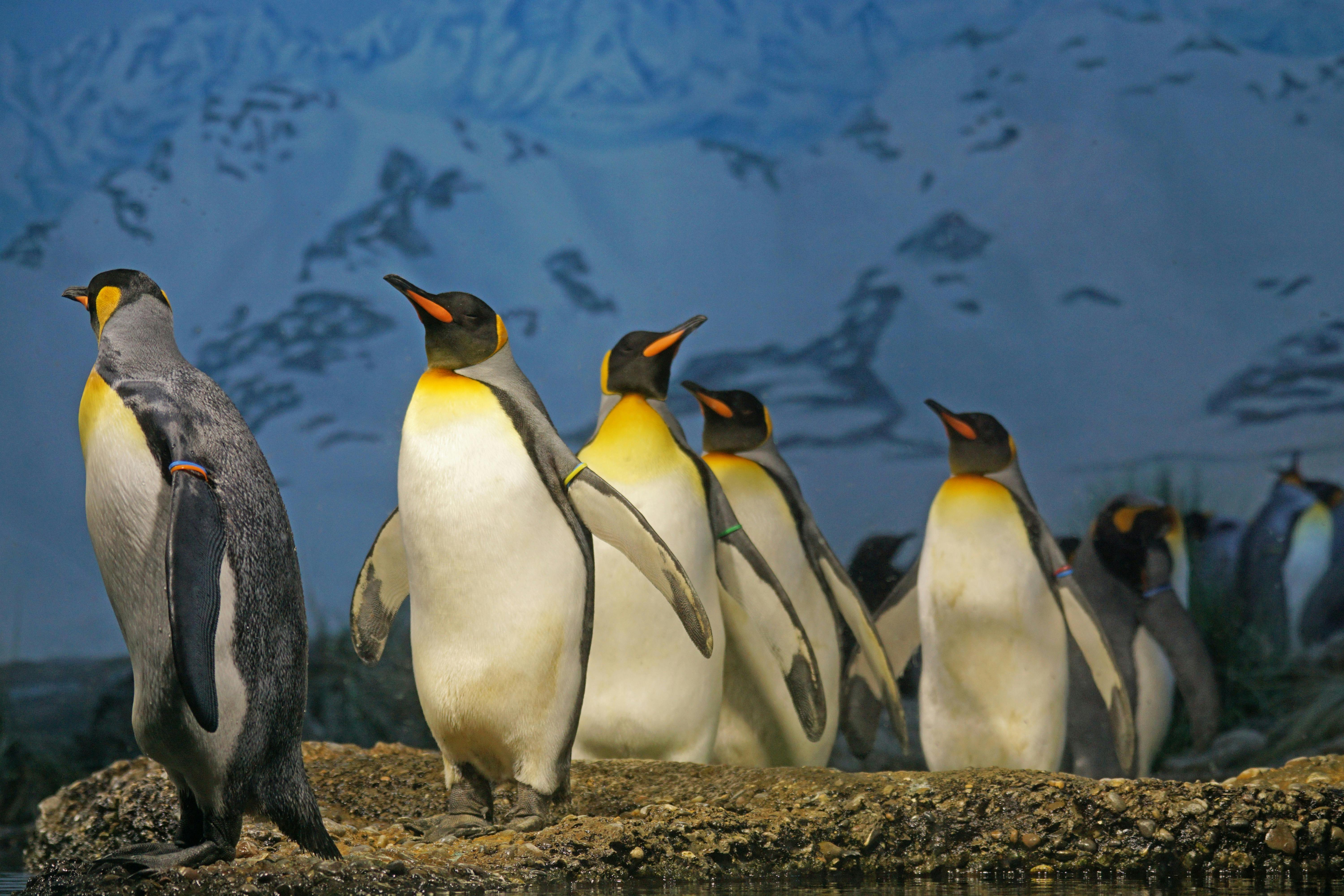 Free stock photos of penguins · Pexels