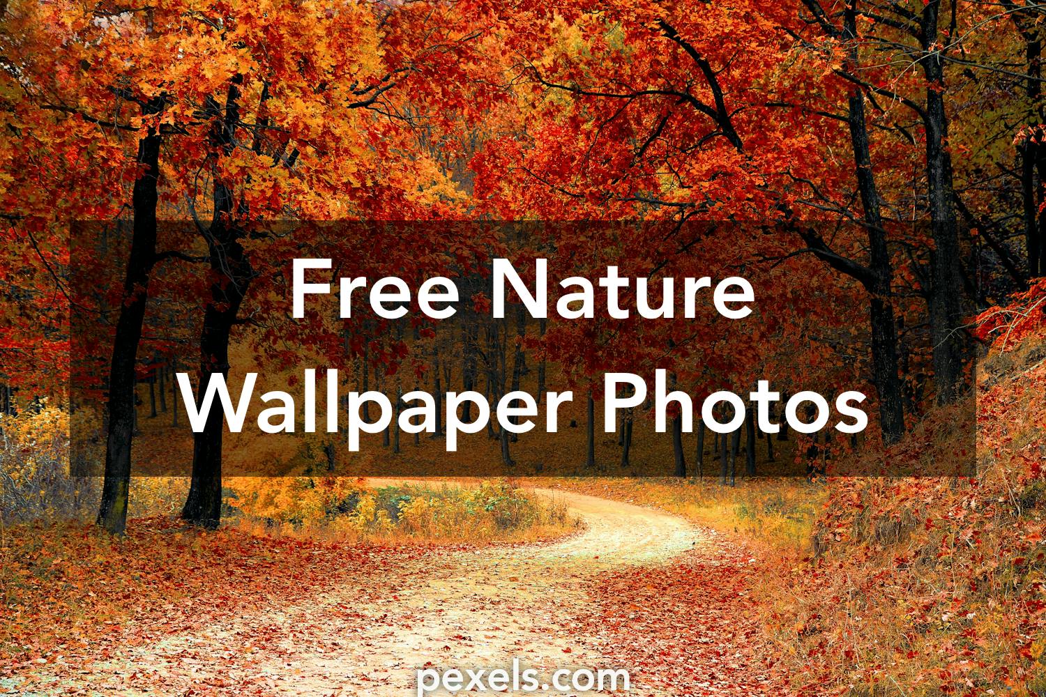 Nature Wallpapers Pexels Free Stock Photos