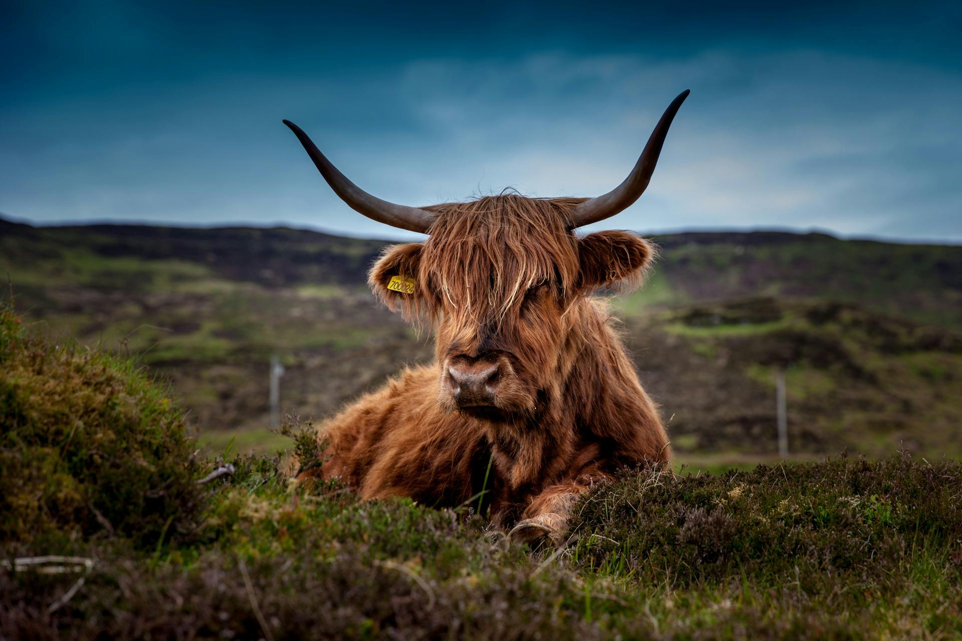 colourful highland cow picture