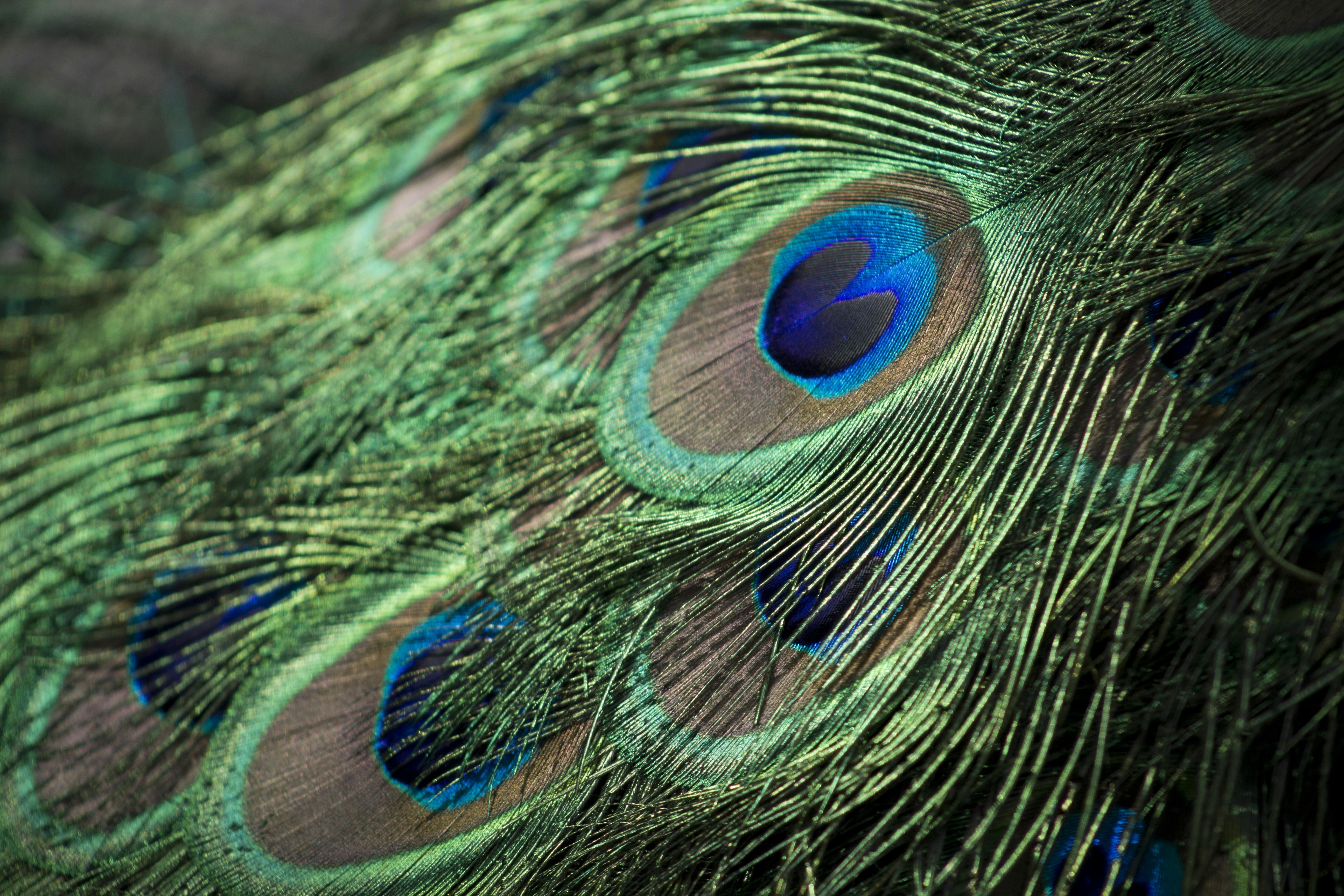 Peacock Photos · Pexels · Free Stock Photos