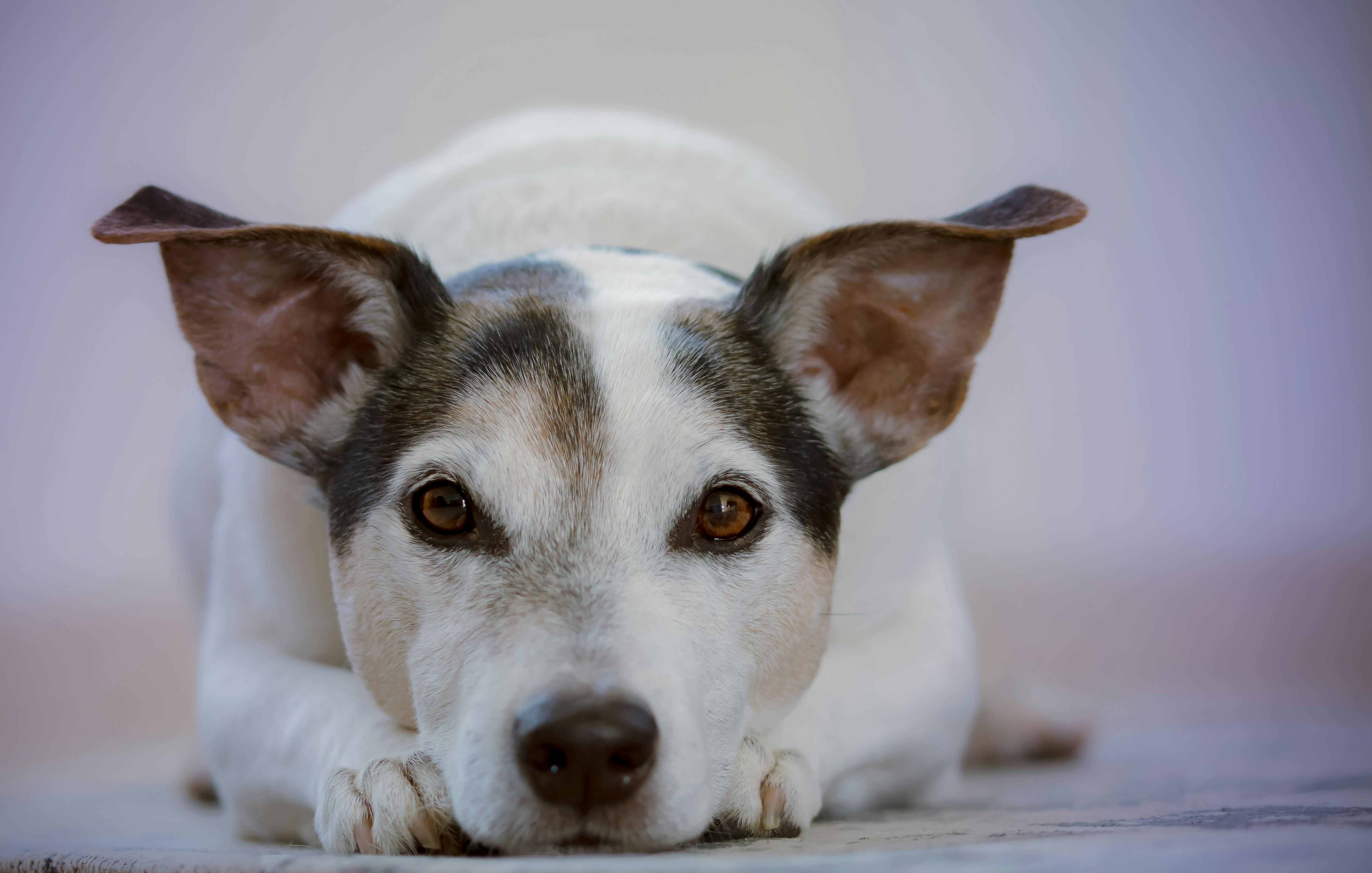 Free stock photos of domestic animal · Pexels