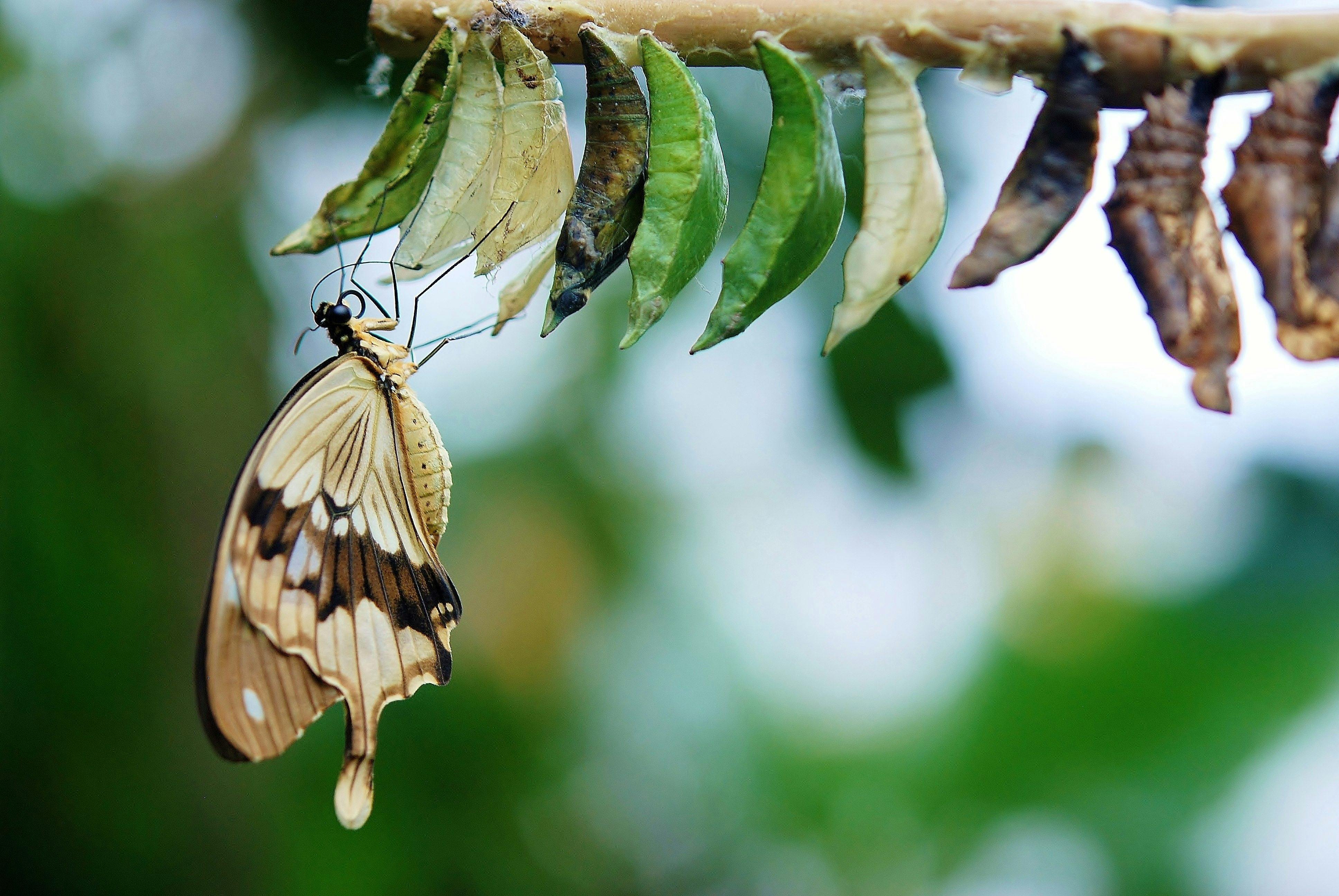 Free stock photos of butterfly cocoon · Pexels