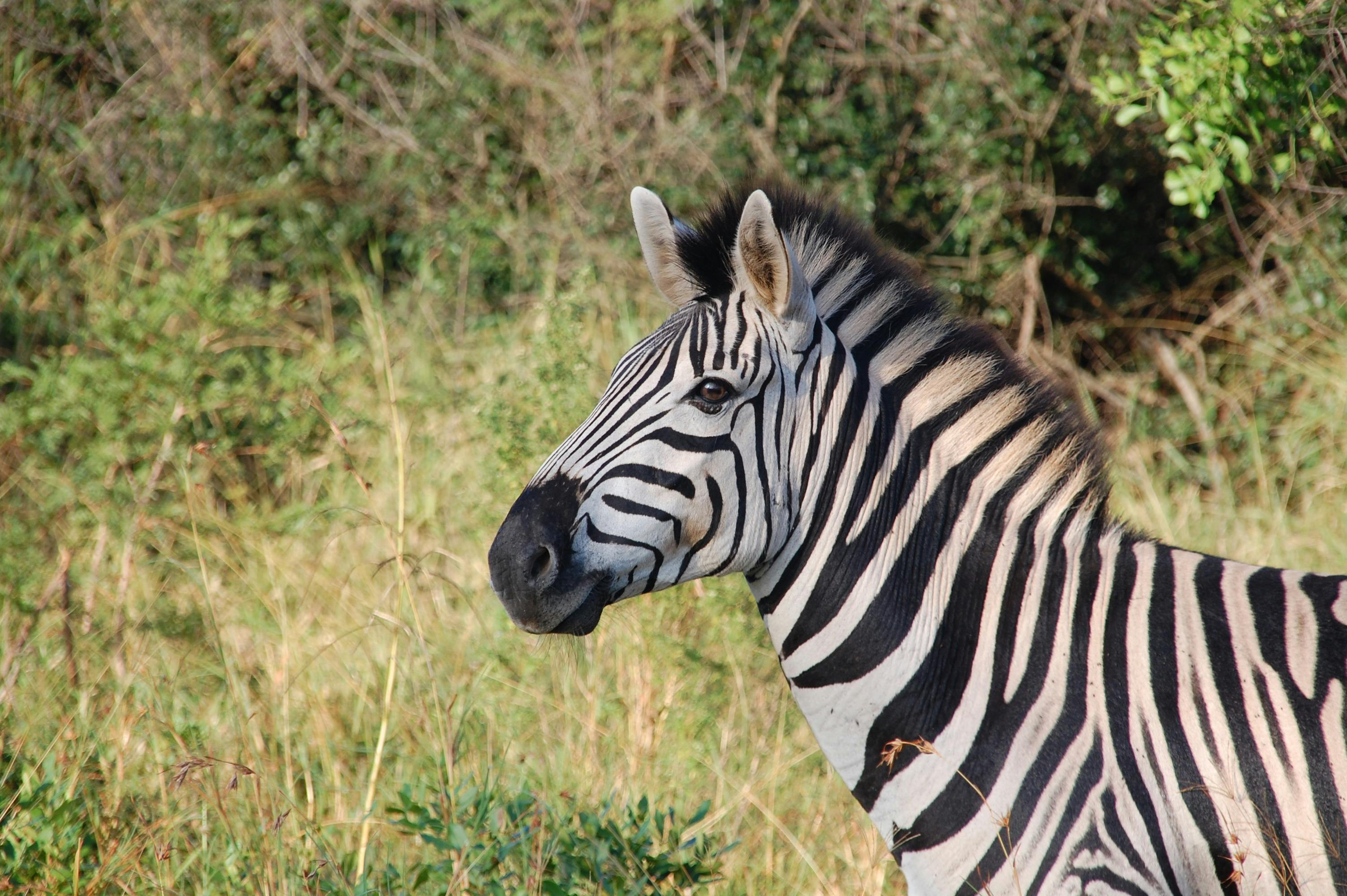Zebra Photos · Pexels · Free Stock Photos