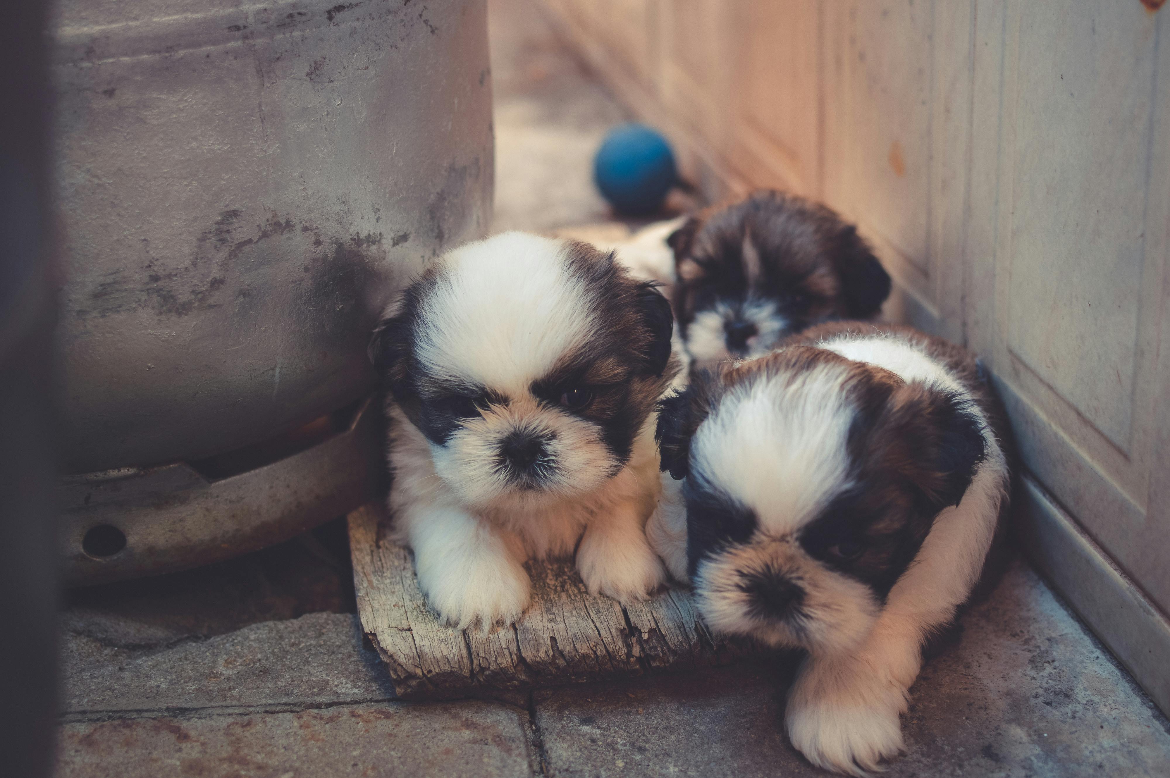 Free stock photos of puppies · Pexels